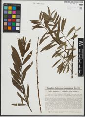 Foto von Salix purpurea L. x Salix viminalis L.